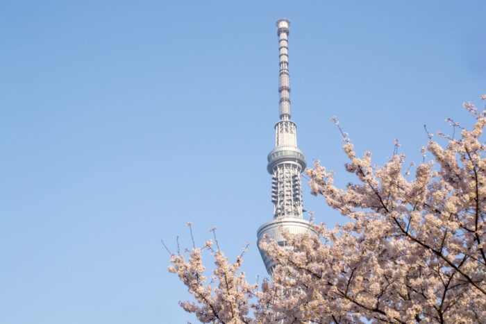 Sumida Park Cherry Blossom