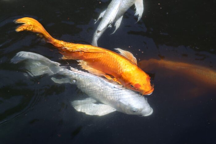Tokyo Imperial Palace East Gardens