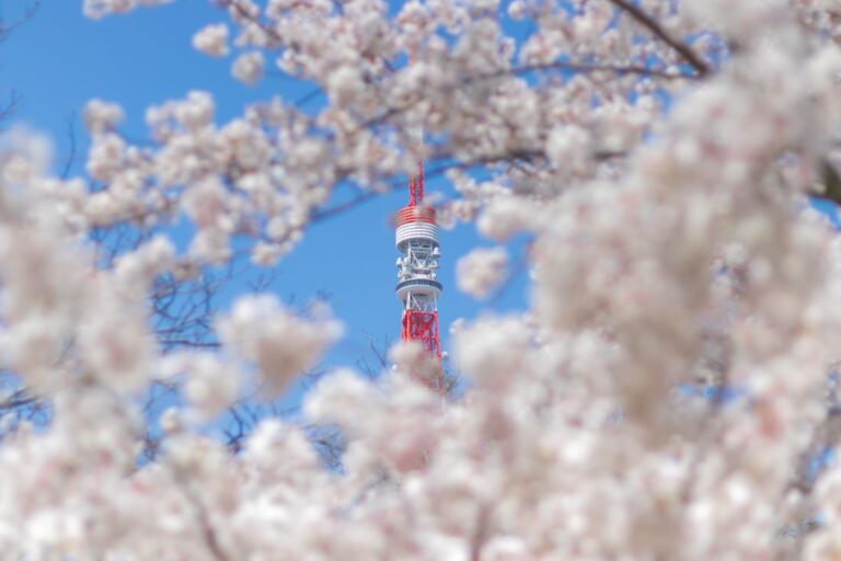 Tokyo Tower Cherry Blossom