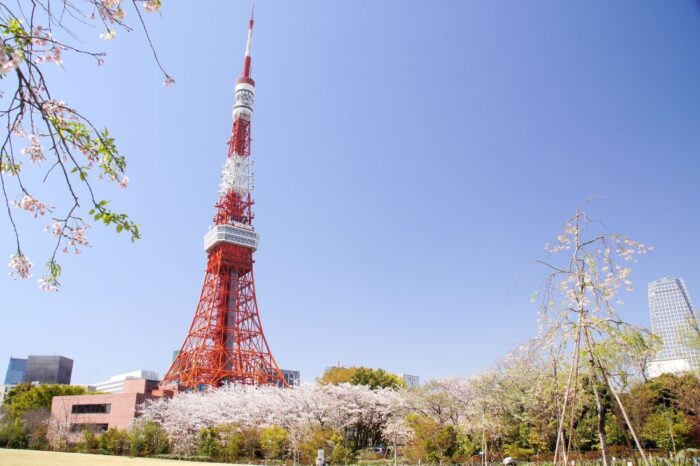 Tokyo Tower Cherry Blossom