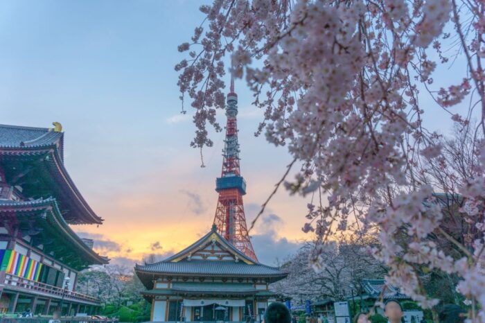 Tokyo Tower Cherry Blossom