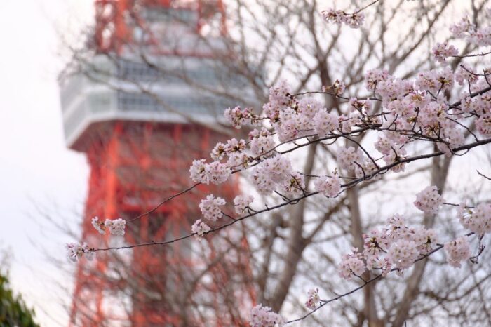 Tokyo Tower Cherry Blossom