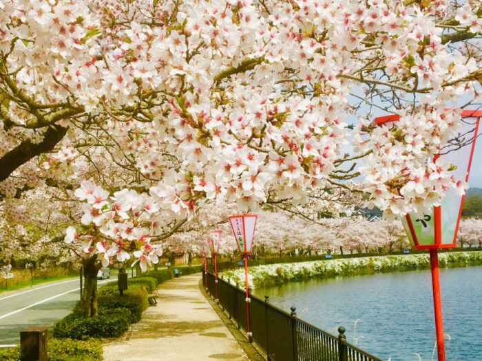 Ueno Park Cherry Blossom