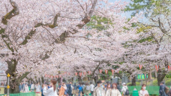 Ueno Park Cherry Blossom