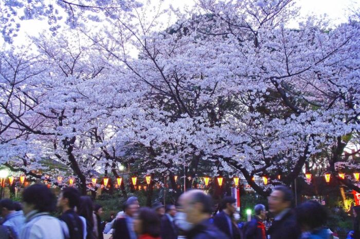 Ueno Park Cherry Blossom Sakura