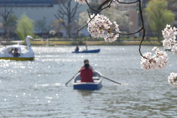 Ueno Park Cherry Blossom Sakura