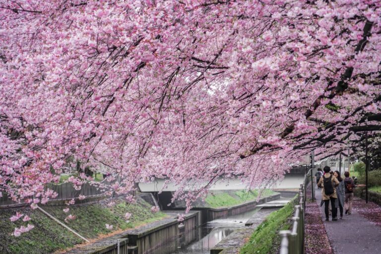 Wadabori Park Suginami Tokyo Cherry Blossom