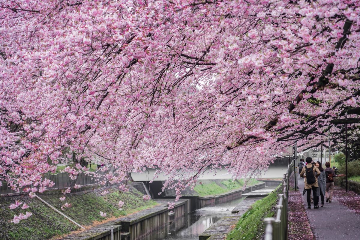Wadabori Park Suginami Tokyo Cherry Blossom