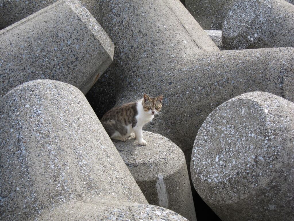 Wakasu Seaside Park Fishing Area Koto ku Tokyo
