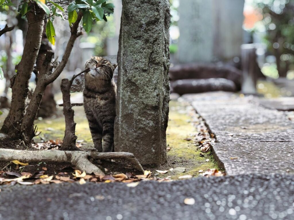 Yanaka Cemetery