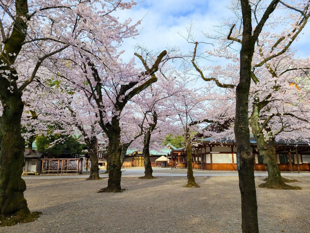 Yasukuni Shrine Cherry Blossom