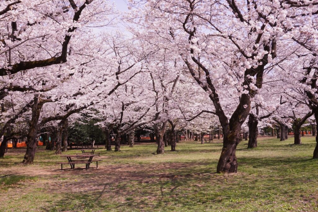 Yoyogi Park