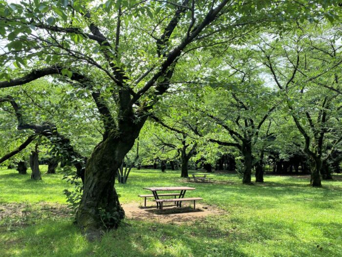 Yoyogi Park