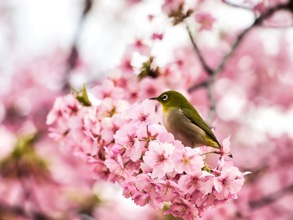 Yoyogi Park Cherry Blossom