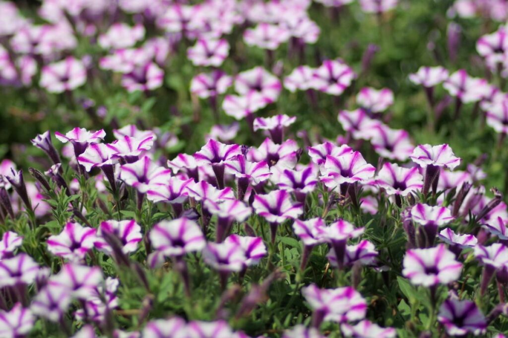 Yume no Shima Park Koto City