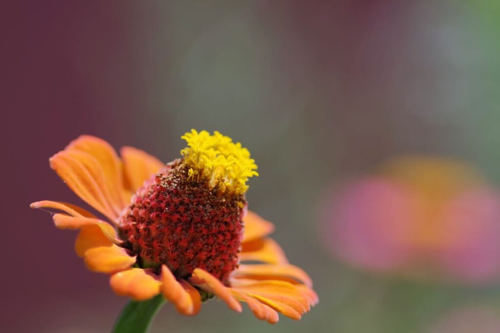 Yume no Shima Park Koto City