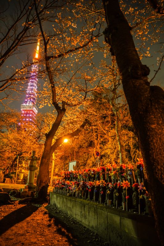 Zojoji Temple Cherry Blossom Viewing Minato Tokyo