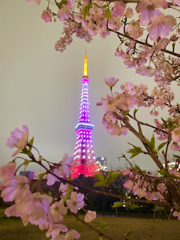Zojoji Temple Cherry Blossom Viewing Minato Tokyo
