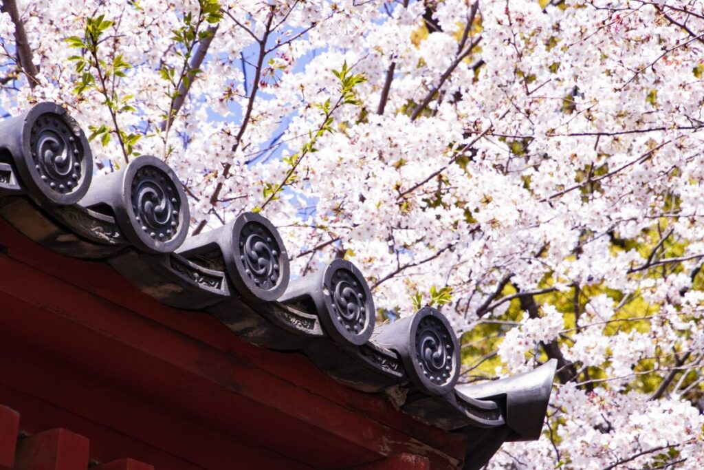 Zojoji Temple Cherry Blossom Viewing Minato Tokyo