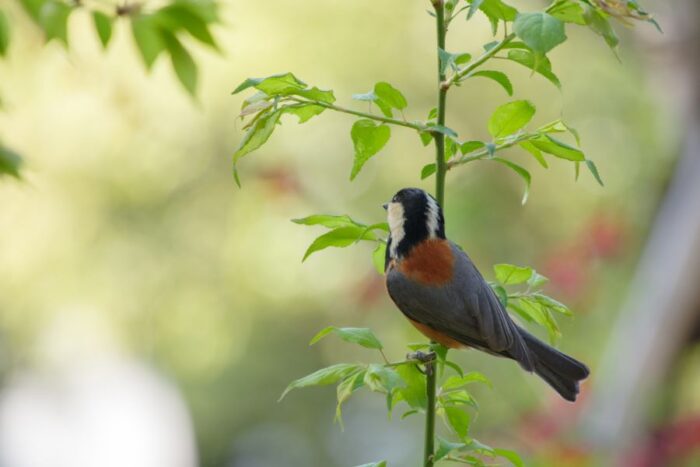 Akasaka Hikawa Shrine