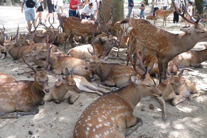 Nara Park 3 hour Classic Tour