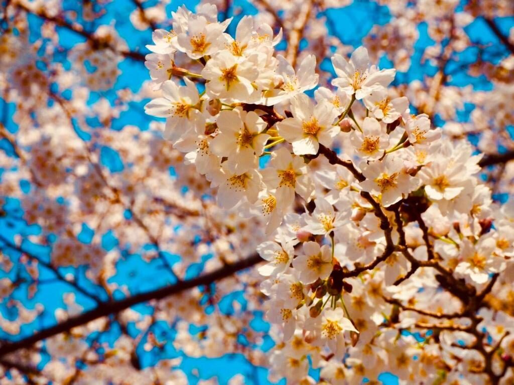 Apa Hotel Ueno Ekikita