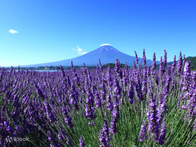 Arakura Fuji Sengen Shrine Oishi Park And Gotemba Premium Outlets Join In One Day Bus Tour From Tokyo Klook