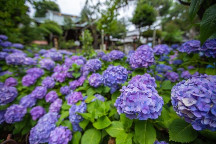 Bunkyo Hydrangea Festival Ajisai Matsuri