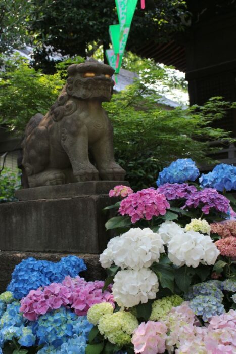 Bunkyo Hydrangea Festival Ajisai Matsuri