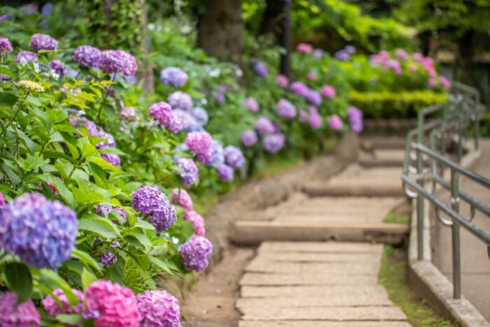 Bunkyo Hydrangea Festival Ajisai Matsuri