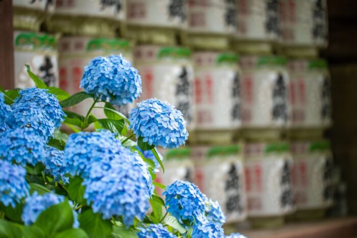Bunkyo Hydrangea Festival Ajisai Matsuri