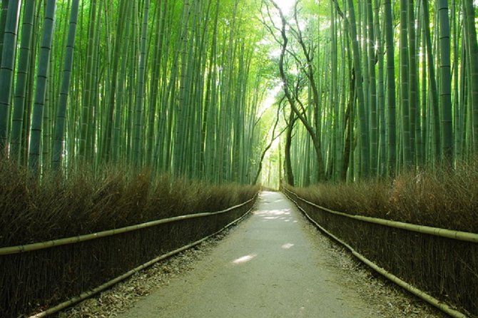 Day Trip to Kyoto and Nara From Osaka Kyoto - Discover the Tranquility of the Sagano Bamboo Forest