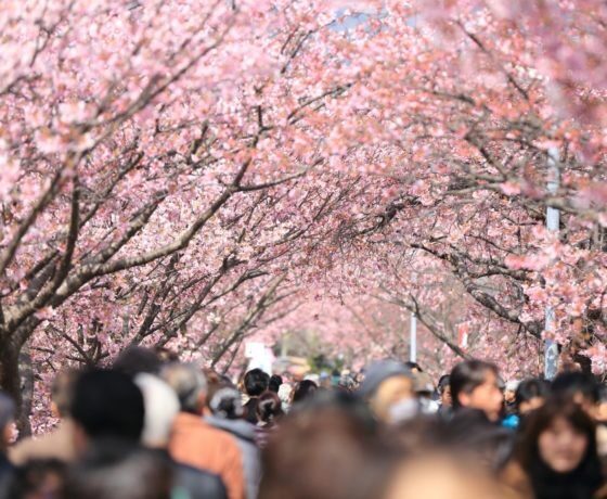 Daytime Hanami Cherry Blossom Tour Tokyo