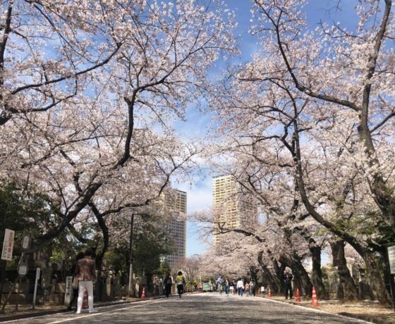 Daytime Hanami Cherry Blossom Tour Tokyo
