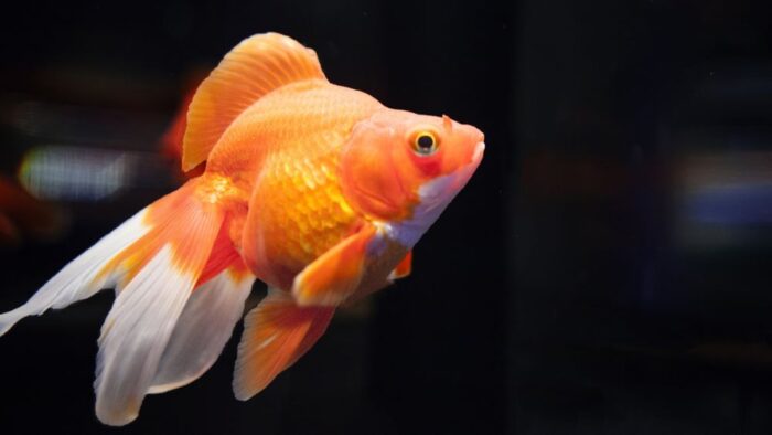 Edogawa Goldfish Festival