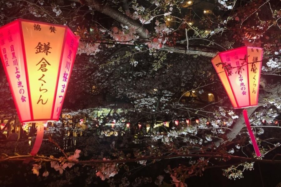 Evening Hanami Cherry Blossom Tour Tokyo
