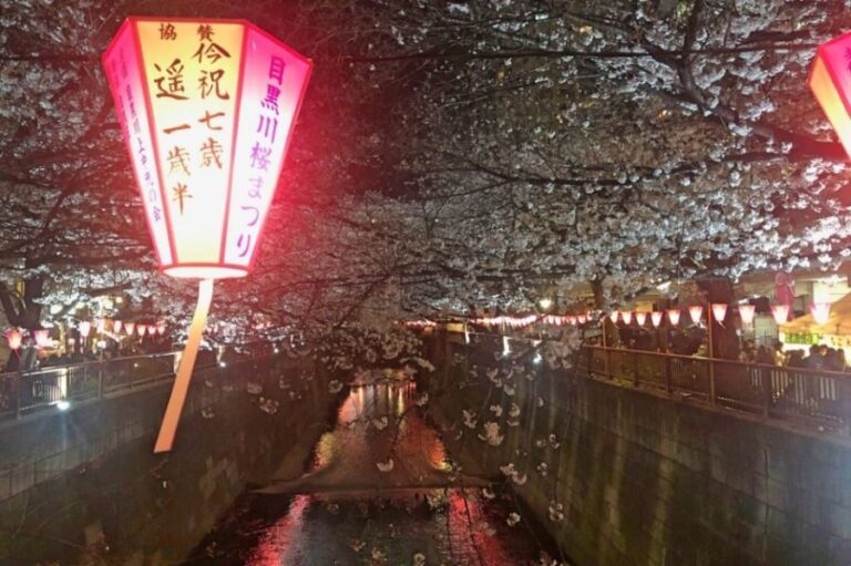 Evening Hanami Cherry Blossom Tour Tokyo