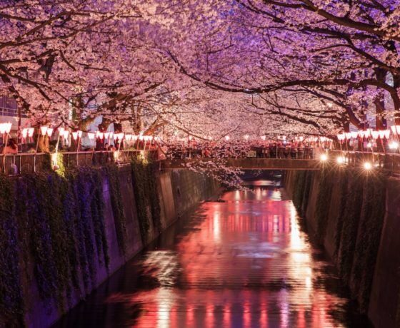 Evening Hanami Cherry Blossom Tour Tokyo