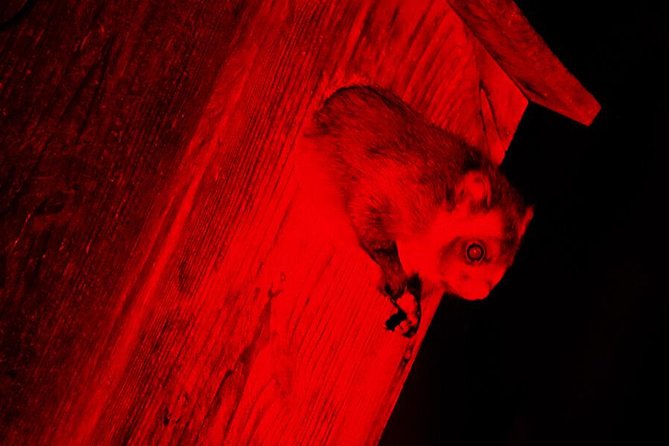 Flying Squirrel Watching Tour In Karuizawa
