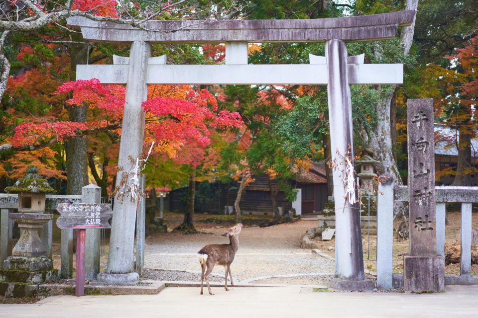 From Kyoto or Osaka: Private Walking Tour Through Nara - Quick Takeaways