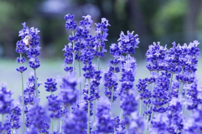Fuji Kawaguchiko Herb Festival