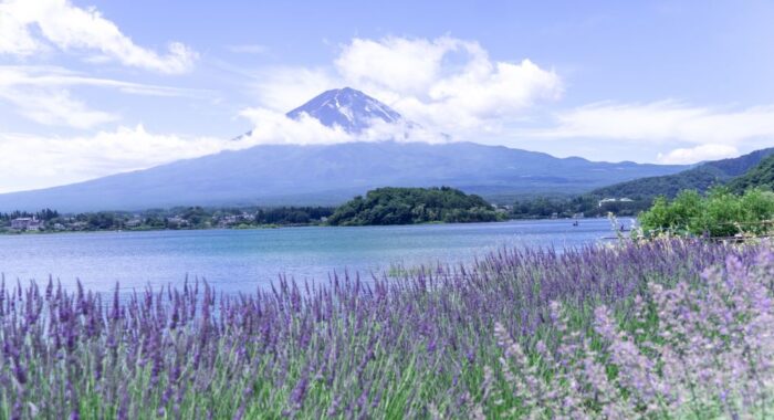 Fuji Kawaguchiko Herb Festival