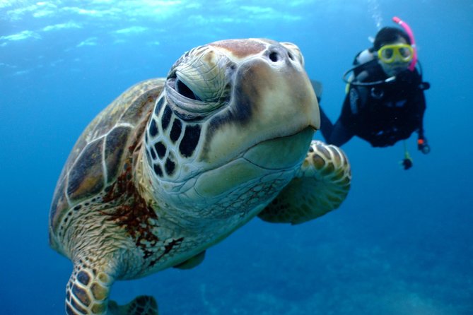 Full Day “Experience Diving” Trip at Kerama Islands