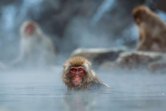 Full-Day Private Nagano Tour: Zenkoji Temple, Obuse, Jigokudani Monkey Park - Getting up Close With the Snow Monkeys of Jigokudani Monkey Park