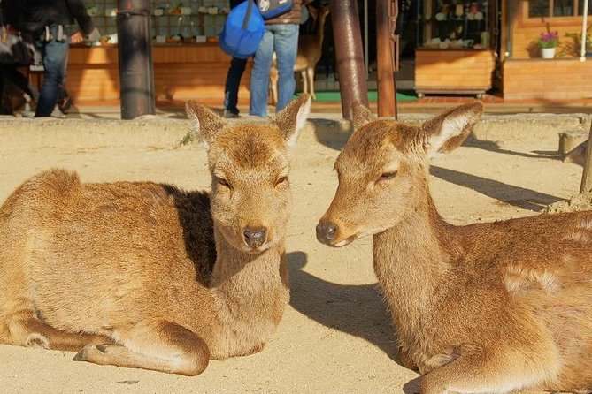 Hiroshima Peace Memorial Park and Miyajima Island Tour