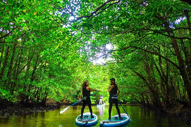 [Iriomote] SUP / Canoe Tour at Mangrove Forest Sightseeing in Yubujima Island - Embark on an Unforgettable SUP Adventure in Iriomote