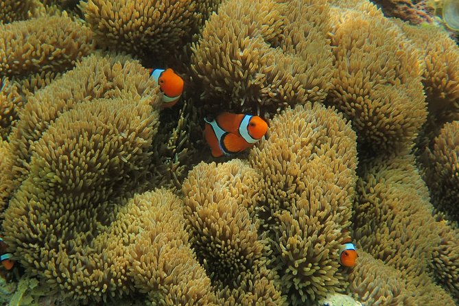 [Iriomote] SUP / Canoe Tour at Mangrove Forest Snorkeling Tour at Coral Island - Frequently Asked Questions