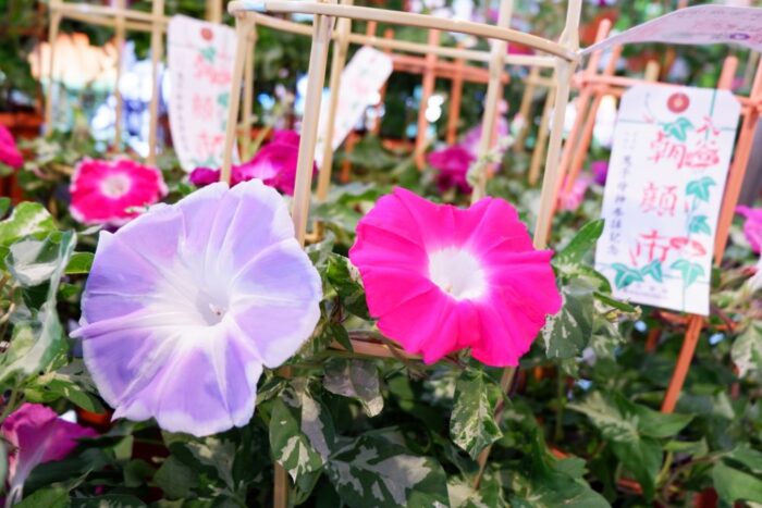 Iriya Kishimojin Temple