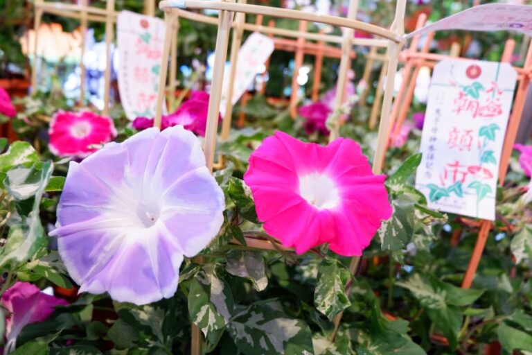 Iriya Kishimojin Temple