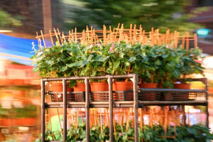 Iriya Morning Glory Festival At Iriya Kishimojin